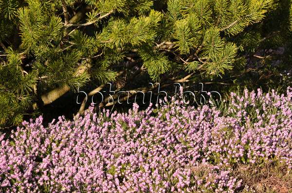529095 - Winter heather (Erica carnea 'Winter Beauty' syn. Erica herbacea 'Winter Beauty') and Scots pine (Pinus sylvestris 'Aurea')