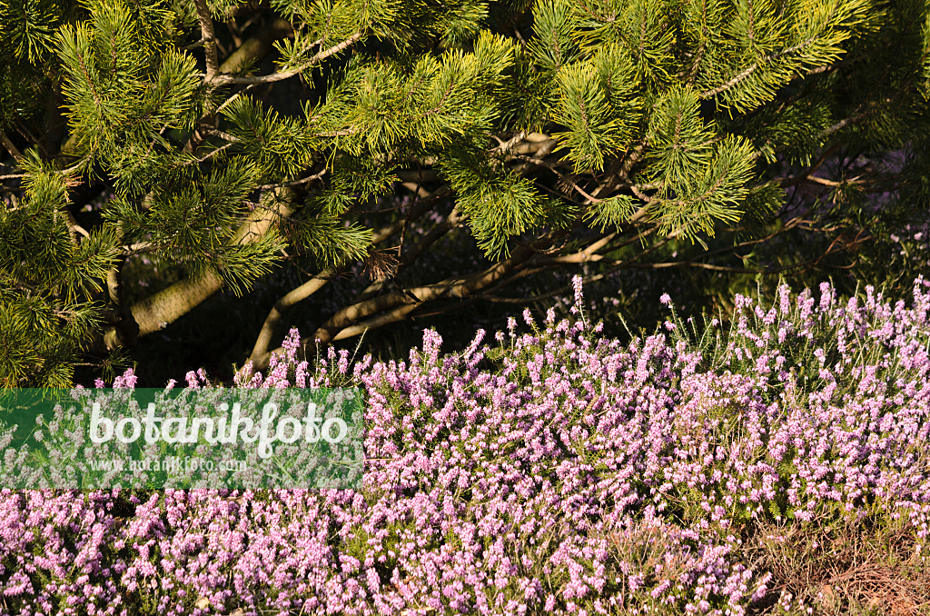 529095 - Winter heather (Erica carnea 'Winter Beauty' syn. Erica herbacea 'Winter Beauty') and Scots pine (Pinus sylvestris 'Aurea')