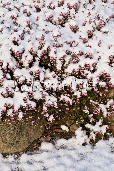 552013 - Winter heather (Erica carnea 'Winter Beauty' syn. Erica herbacea 'Winter Beauty')