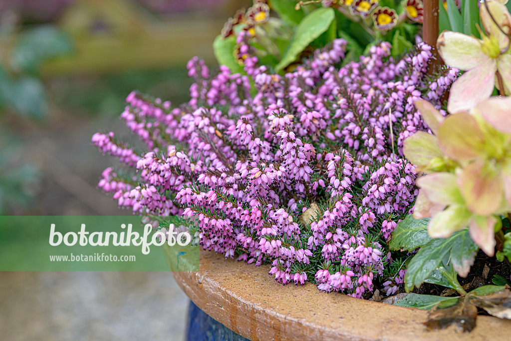 607043 - Winter heather (Erica carnea 'Winter Beauty' syn. Erica herbacea 'Winter Beauty')