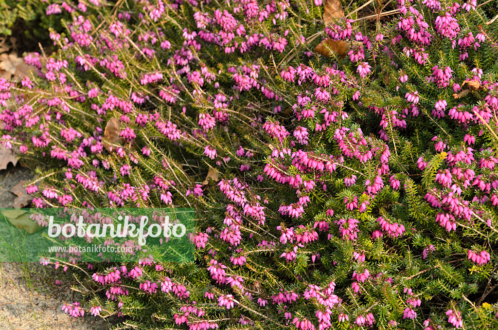 494144 - Winter heather (Erica carnea 'Winterfreude' syn. Erica herbacea 'Winterfreude')