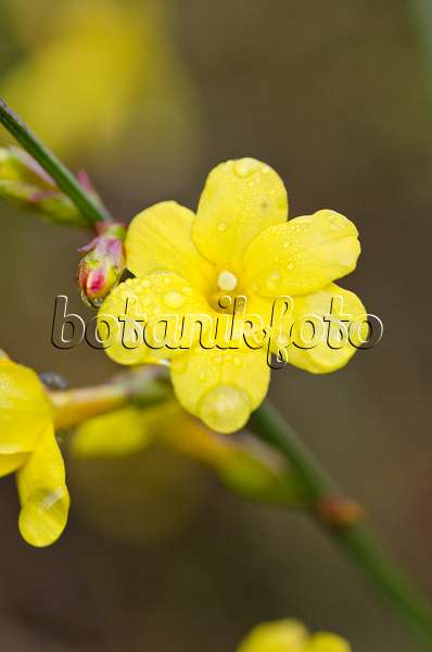 528022 - Winter jasmine (Jasminum nudiflorum)