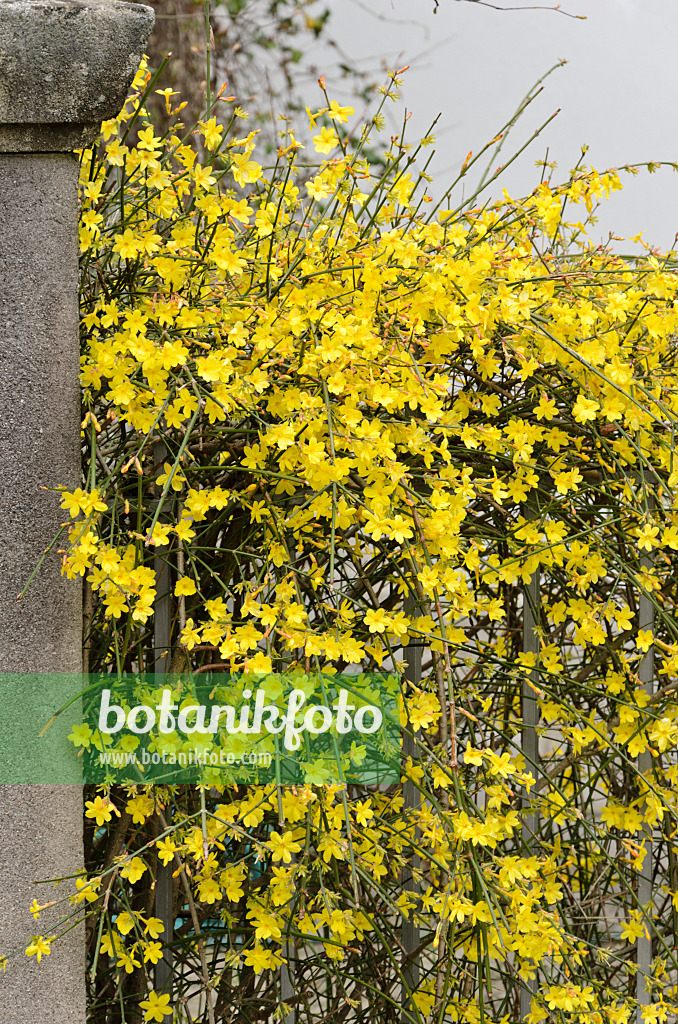 566002 - Winter jasmine (Jasminum nudiflorum)