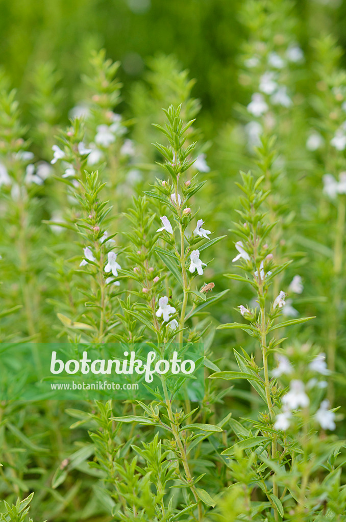 534201 - Winter savory (Satureja montana)