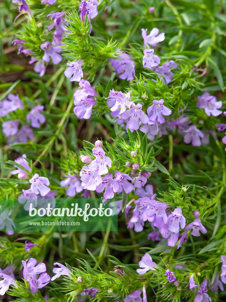 428230 - Winter savory (Satureja montana subsp. illyrica syn. Satureja subspicata)