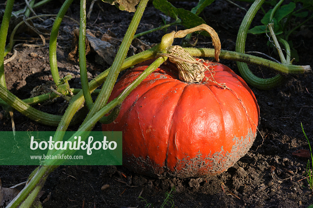 476150 - Winter squash (Cucurbita pepo)