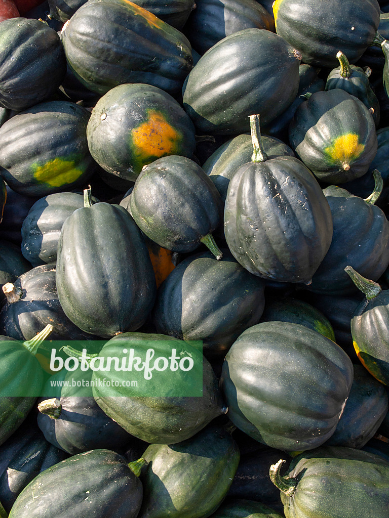 429164 - Winter squash (Cucurbita pepo 'Acorn')