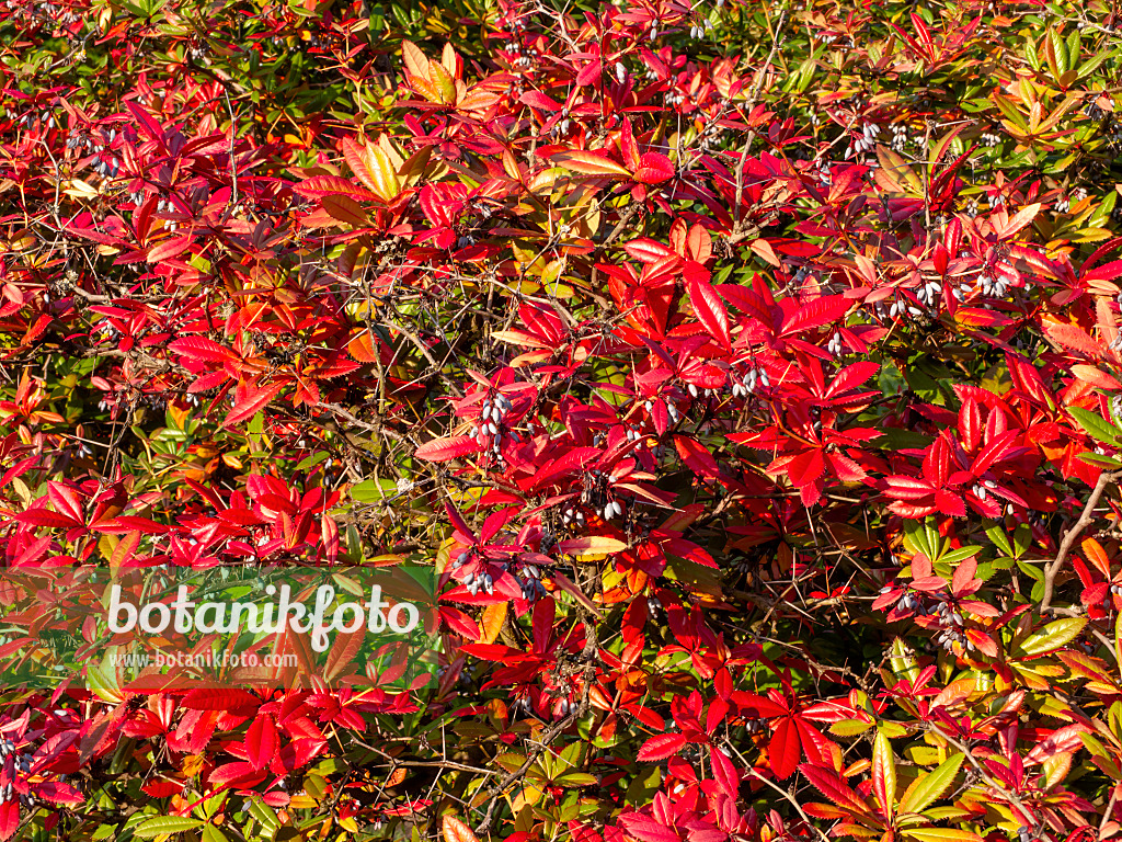 464086 - Wintergreen barberry (Berberis julianae)