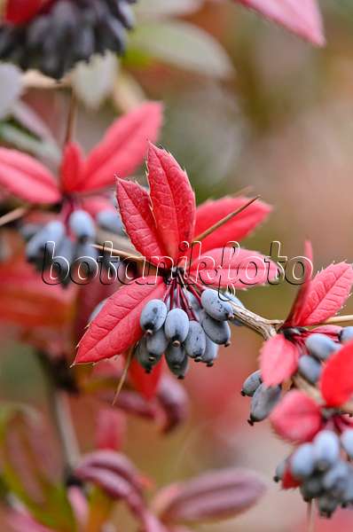 525258 - Wintergreen barberry (Berberis julianae)