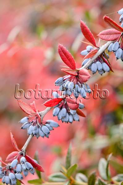 525259 - Wintergreen barberry (Berberis julianae)