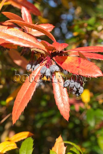 550022 - Wintergreen barberry (Berberis julianae)
