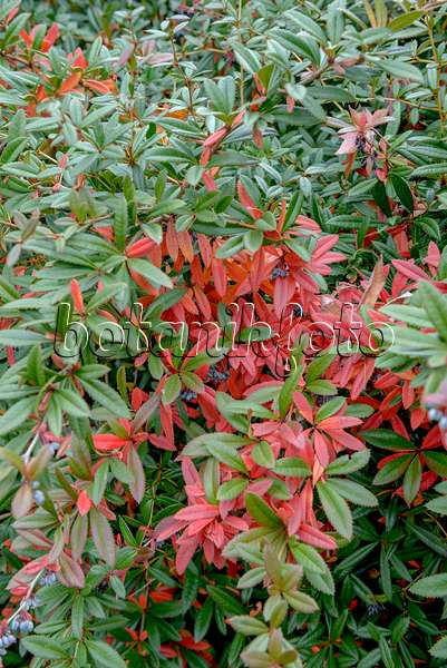 575025 - Wintergreen barberry (Berberis julianae)