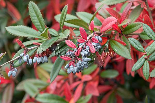 651109 - Wintergreen barberry (Berberis julianae)