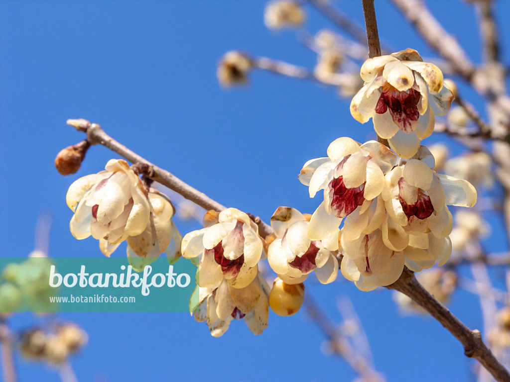 423024 - Wintersweet (Chimonanthus praecox)