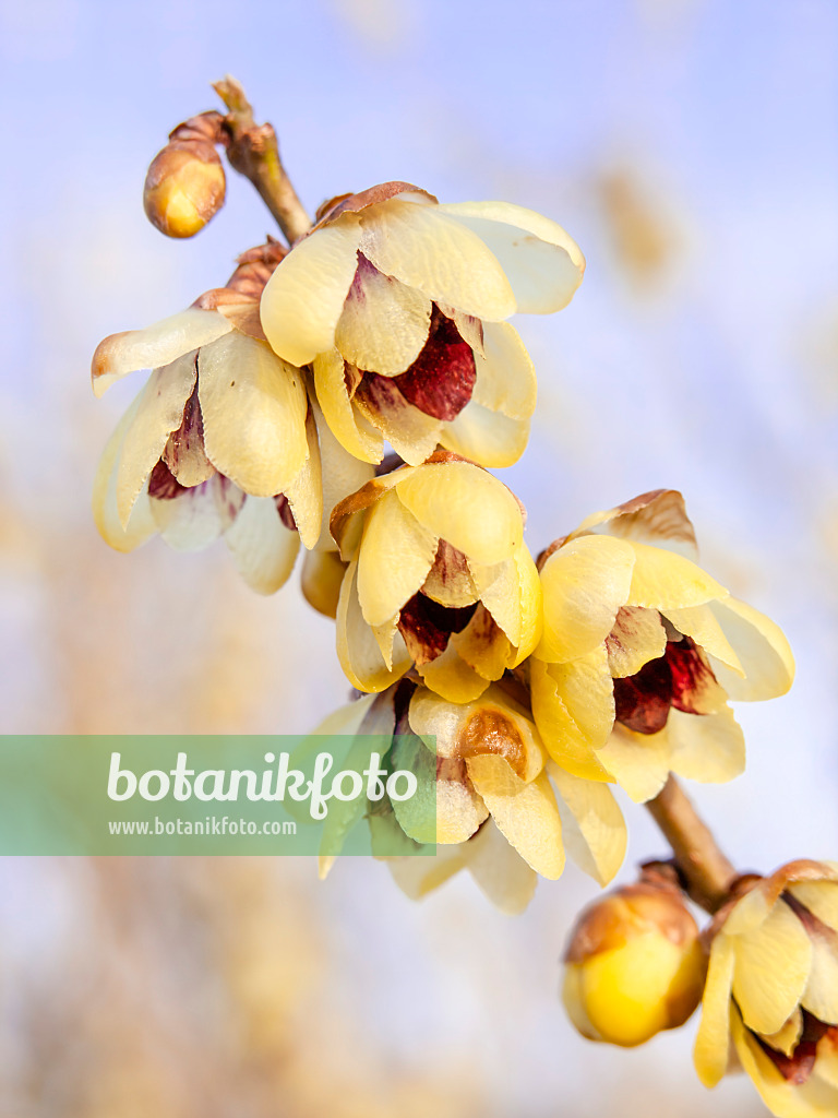 445022 - Wintersweet (Chimonanthus praecox)