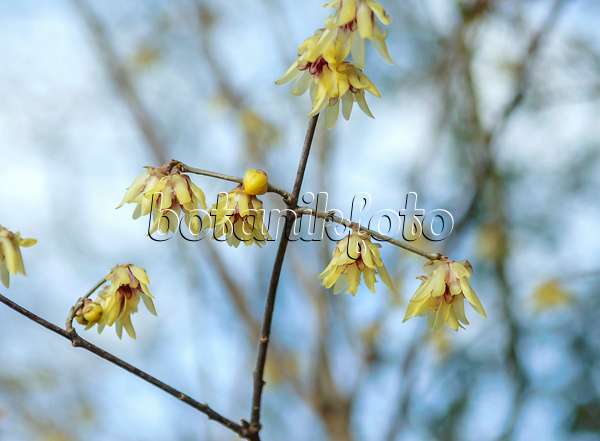 547109 - Wintersweet (Chimonanthus praecox)