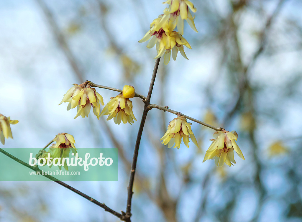 547109 - Wintersweet (Chimonanthus praecox)