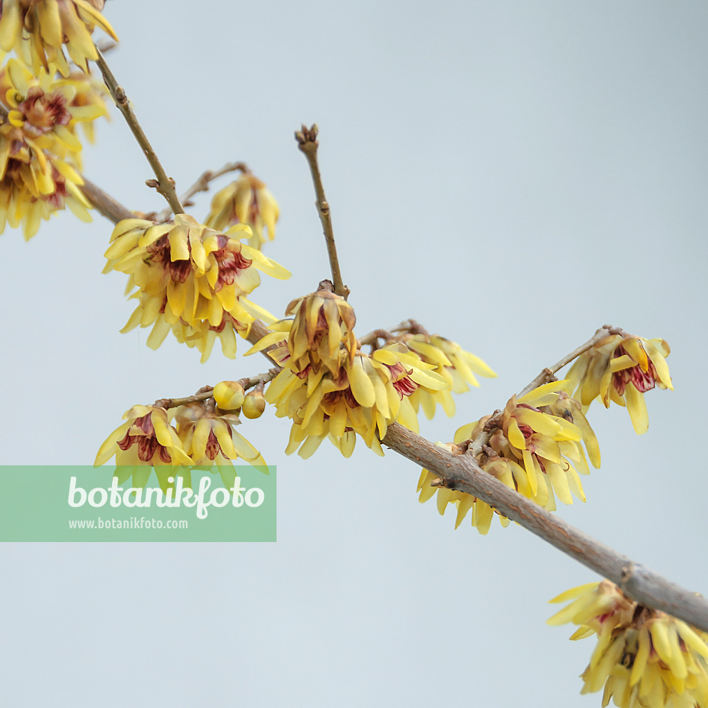 547110 - Wintersweet (Chimonanthus praecox)