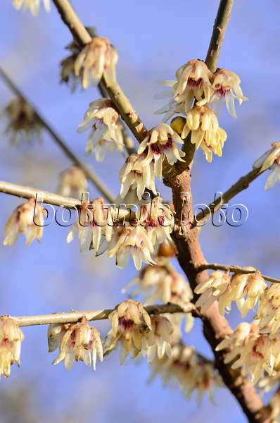 553075 - Wintersweet (Chimonanthus praecox)