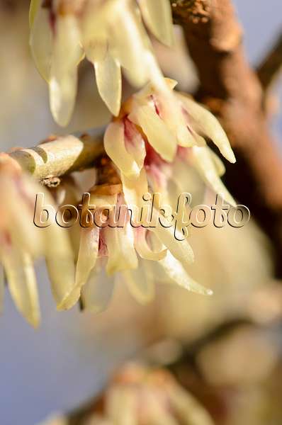 553077 - Wintersweet (Chimonanthus praecox)