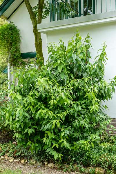 593050 - Wintersweet (Chimonanthus praecox)
