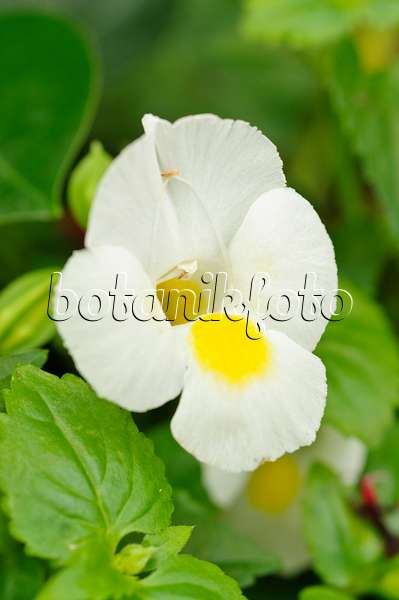 474211 - Wishbone flower (Torenia fournieri 'White Moon')