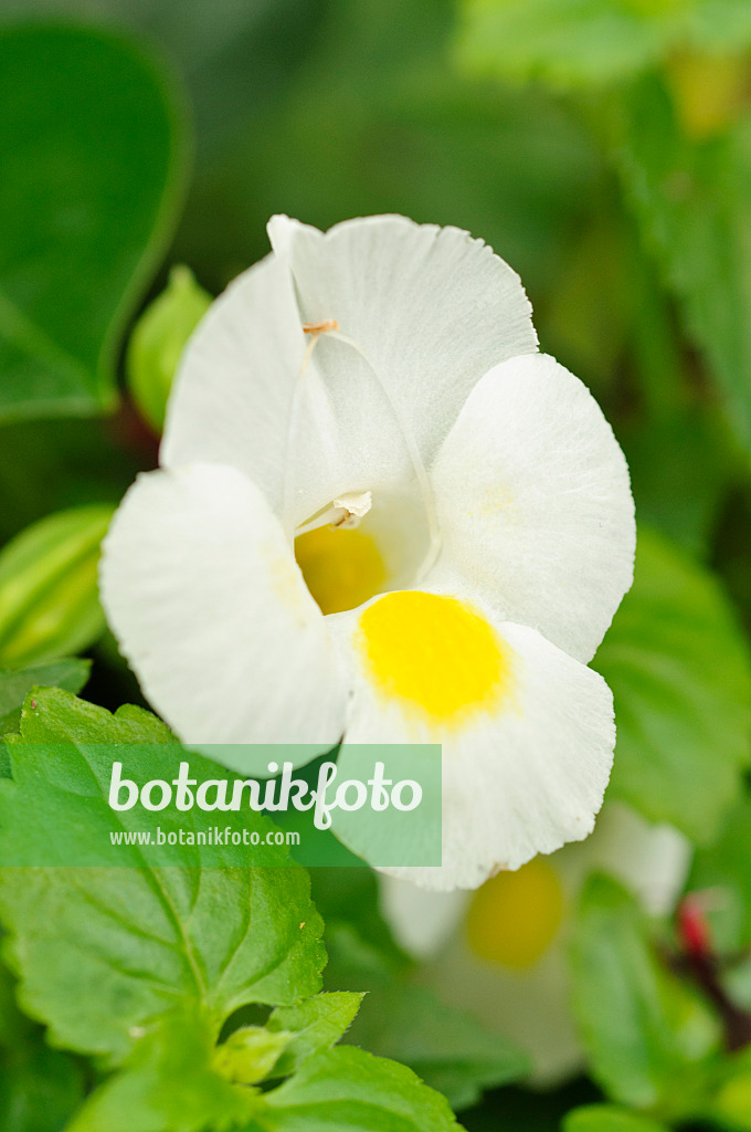 474211 - Wishbone flower (Torenia fournieri 'White Moon')