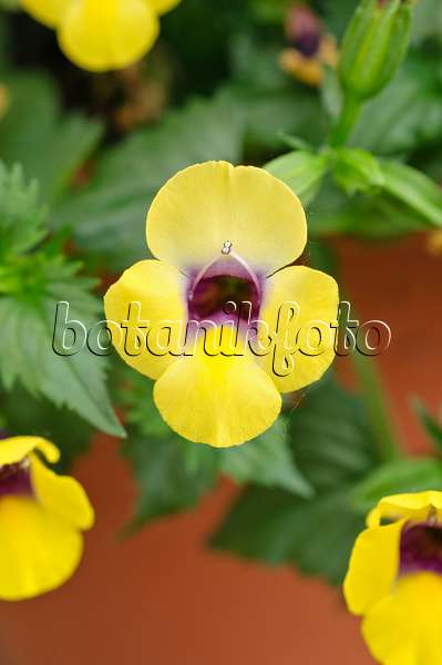 485039 - Wishbone flower (Torenia fournieri 'Yellow Moon')