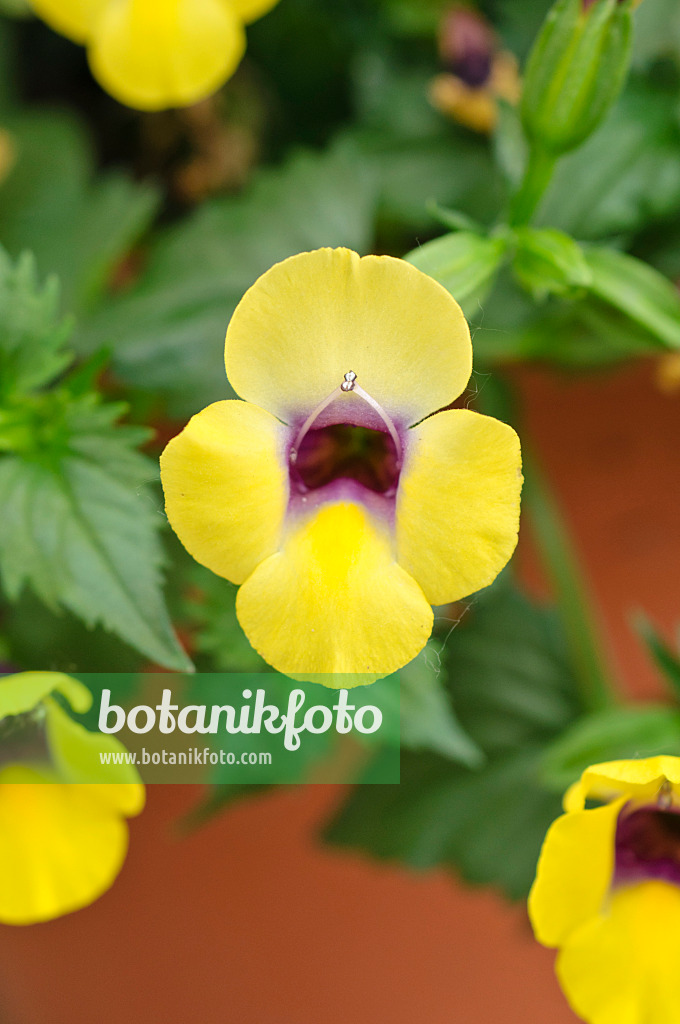 485039 - Wishbone flower (Torenia fournieri 'Yellow Moon')