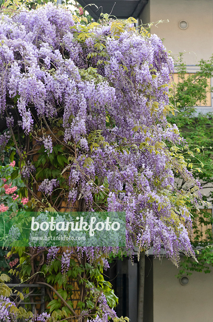 544077 - Wisteria (Wisteria)