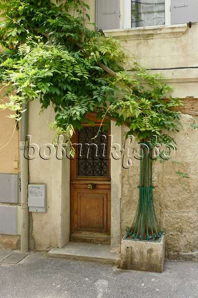 557199 - Wisteria (Wisteria), Avignon, Provence, France