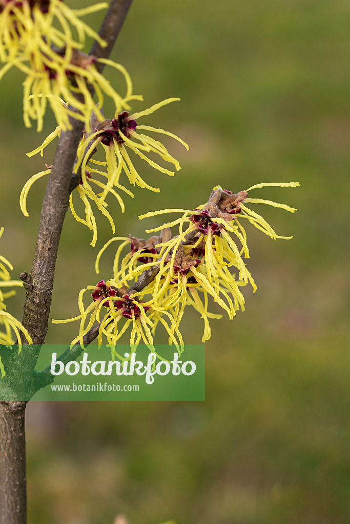 616223 - Witch hazel (Hamamelis x intermedia 'Advent')