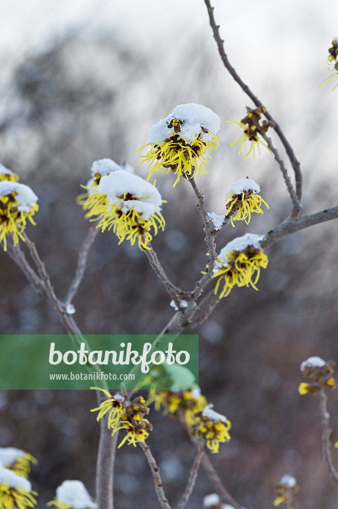 517044 - Witch hazel (Hamamelis x intermedia 'Primavera')