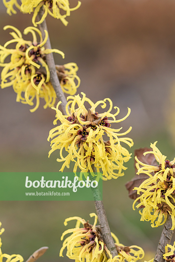 616230 - Witch hazel (Hamamelis x intermedia 'Primavera')