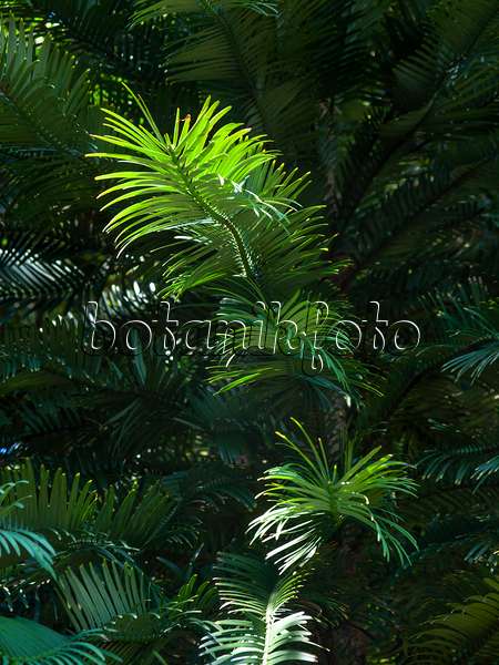 455382 - Wollemi pine (Wollemia nobilis)