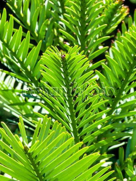 455399 - Wollemi pine (Wollemia nobilis)