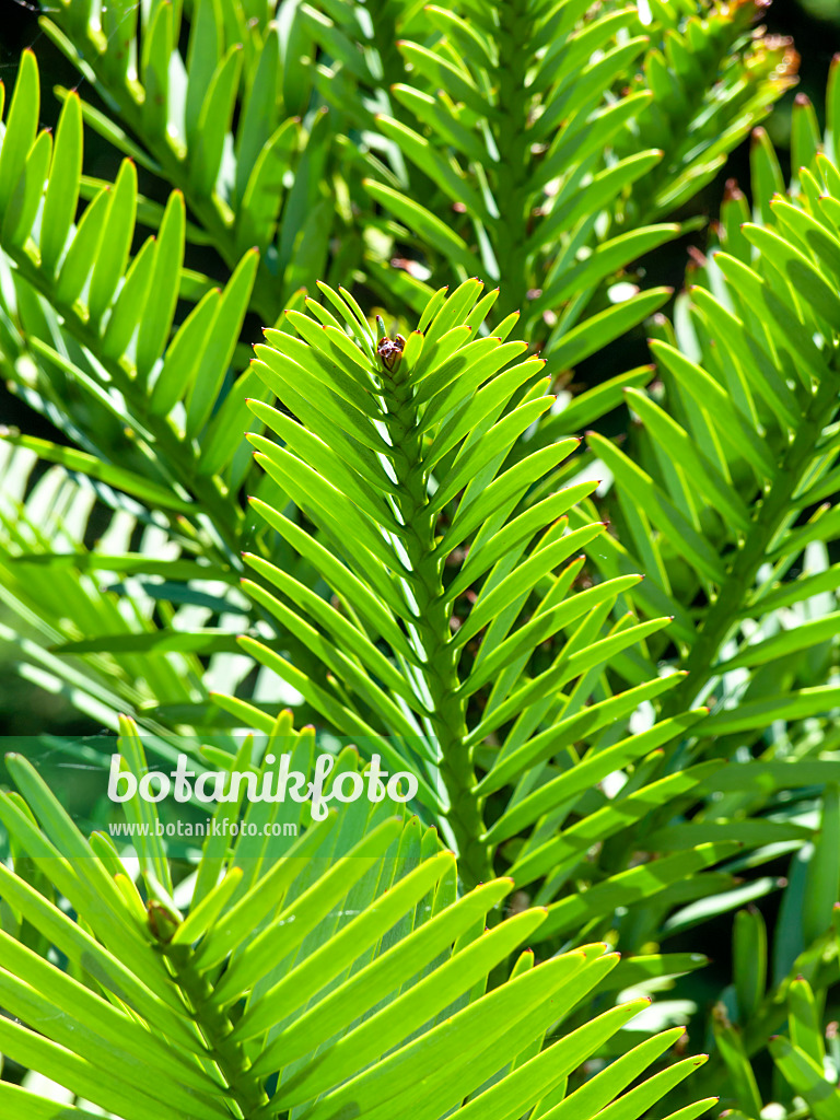 455399 - Wollemi pine (Wollemia nobilis)