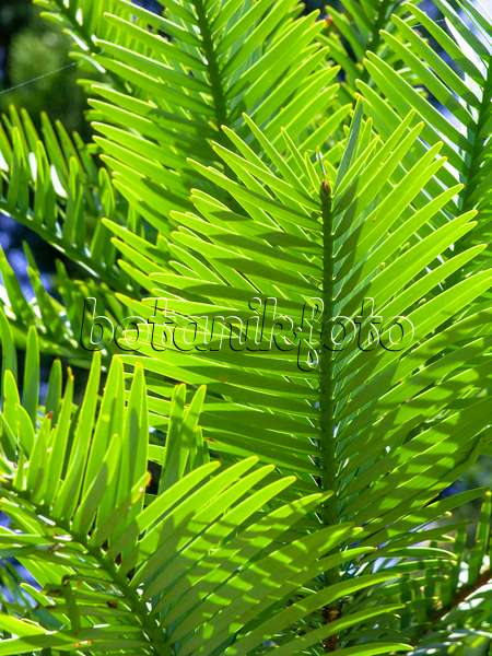 455400 - Wollemi pine (Wollemia nobilis)