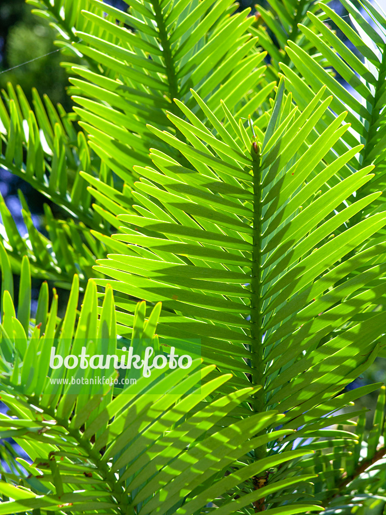 455400 - Wollemi pine (Wollemia nobilis)