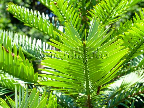 455401 - Wollemi pine (Wollemia nobilis)