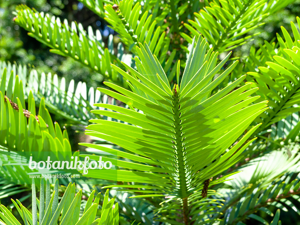 455401 - Wollemi pine (Wollemia nobilis)