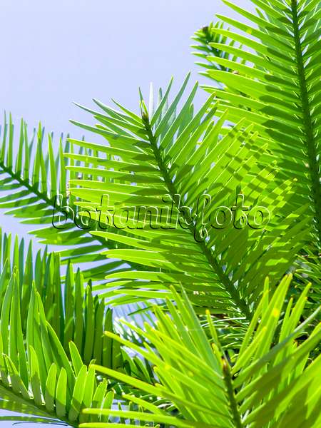 455402 - Wollemi pine (Wollemia nobilis)