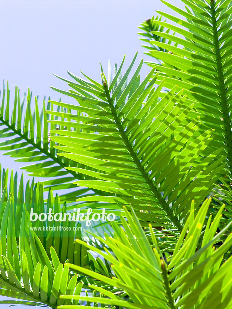 455402 - Wollemi pine (Wollemia nobilis)