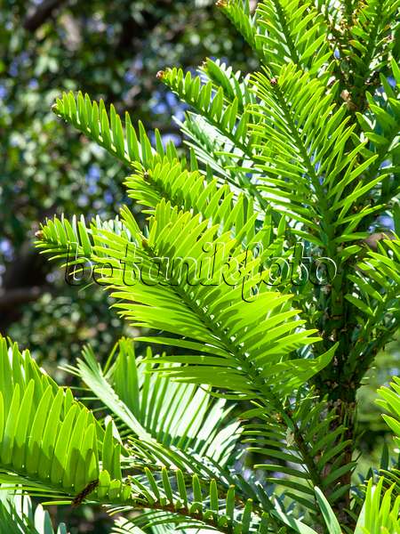 455404 - Wollemi pine (Wollemia nobilis)