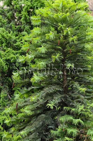 521309 - Wollemi pine (Wollemia nobilis)