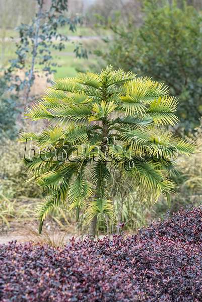 638392 - Wollemi pine (Wollemia nobilis)