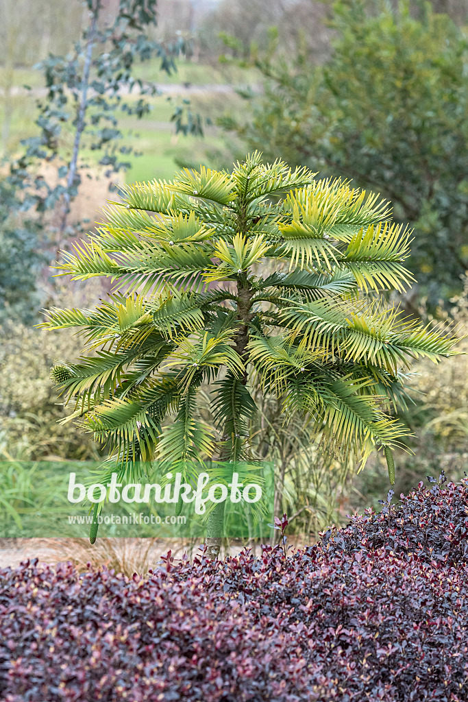 638392 - Wollemi pine (Wollemia nobilis)