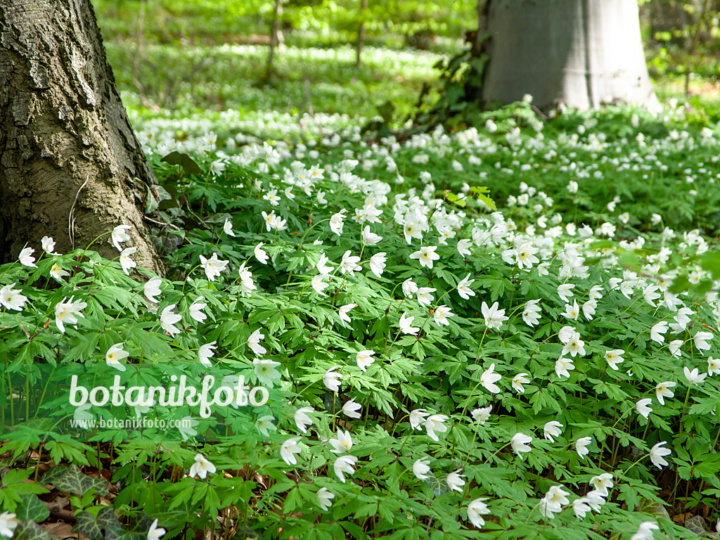 436264 - Wood anemone (Anemone nemorosa)