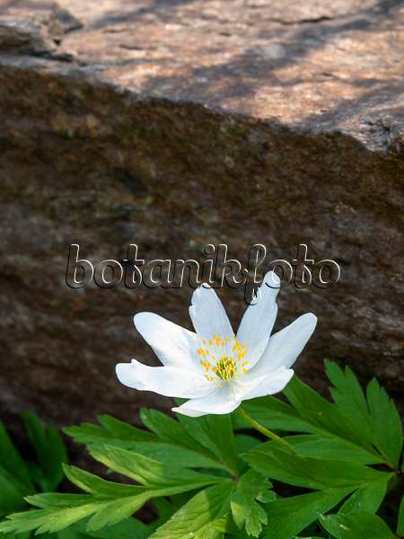 437184 - Wood anemone (Anemone nemorosa)