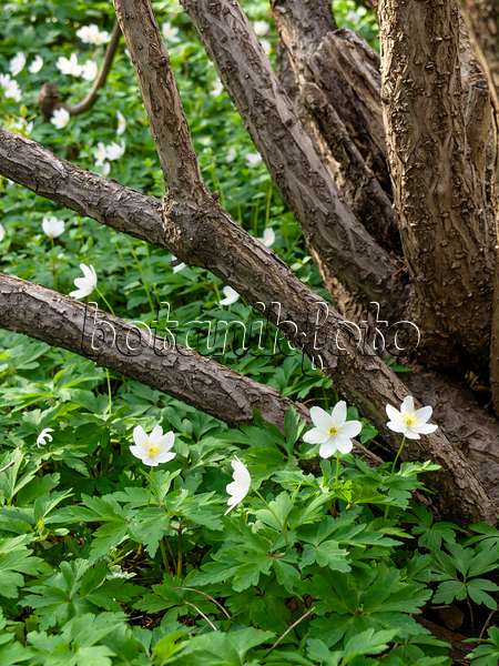 459008 - Wood anemone (Anemone nemorosa)